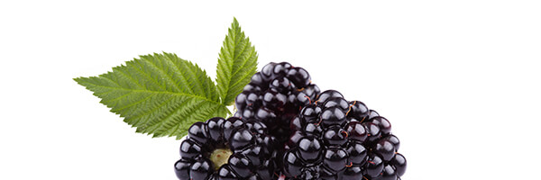 Huile végétale de Mûre